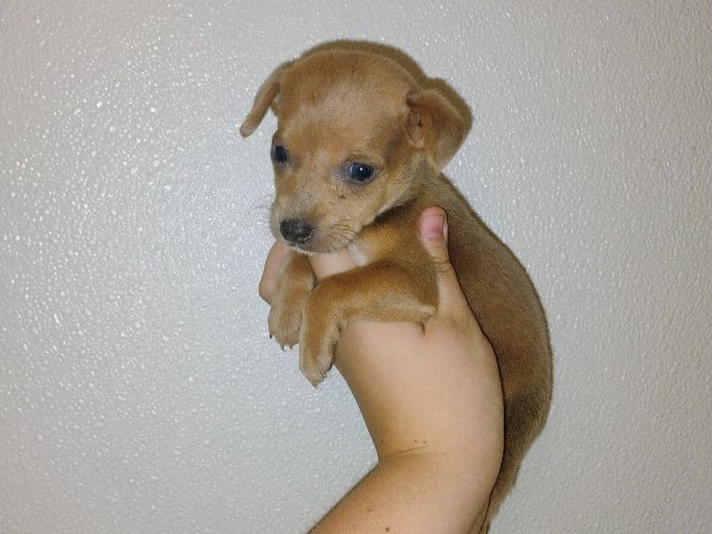 Dobby primary photo