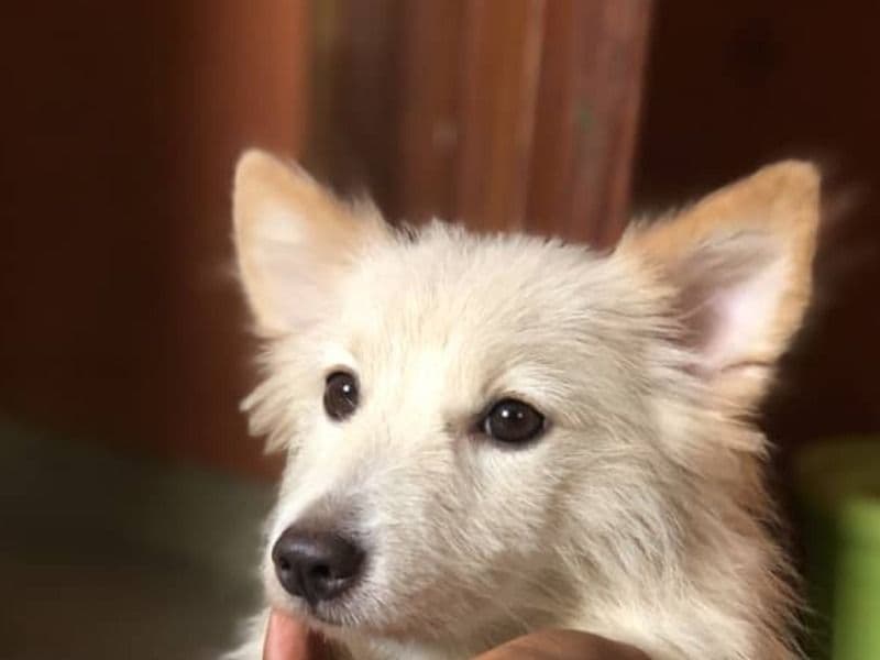 American Eskimo 1 year 3 months old female small named Red for breeding | Petmeetly