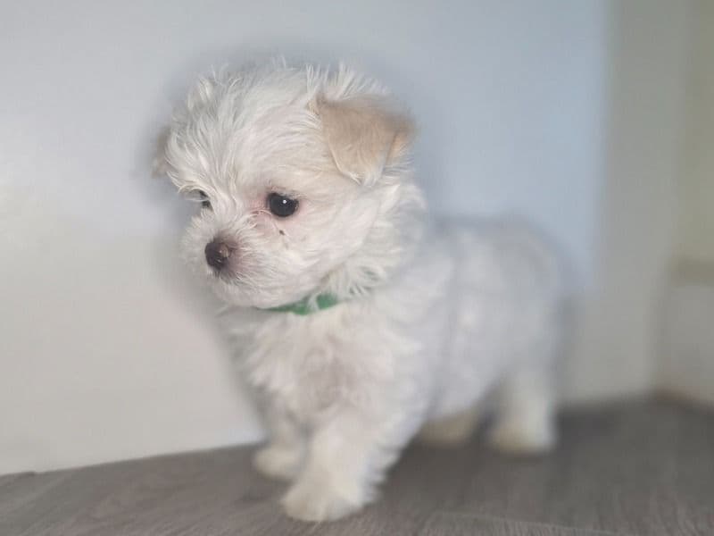 Maltese 2 months old male small named Thorin for sale in Los Angeles County, California | Petmeetly