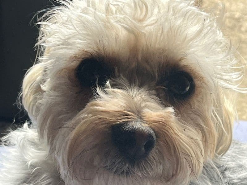 Yorkipoo 2 years 6 months old female small named Izzy for breeding | Petmeetly