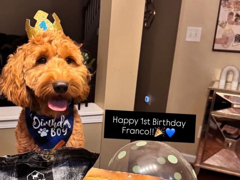 Goldendoodle 1 year 7 months old male medium named Franco for sale in Mecklenburg County, North Carolina | Petmeetly