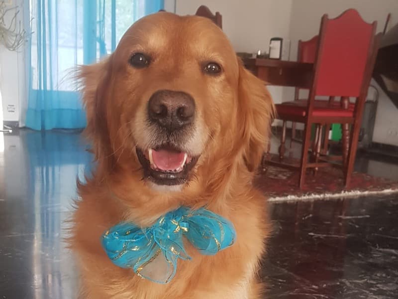English Golden Retriever 11 years 5 months old male small named Fang for breeding in Greater London, England | Petmeetly