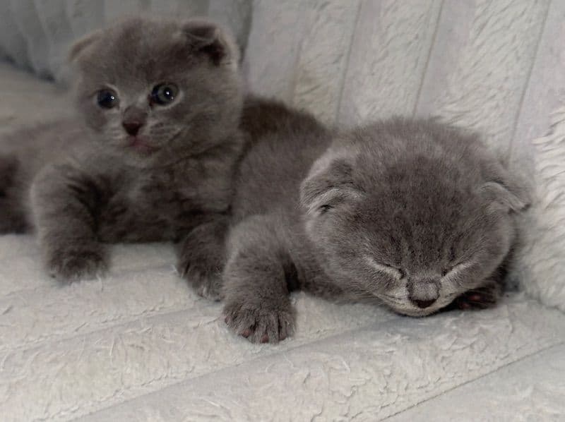 No Name - Scottish Fold | Petmeetly