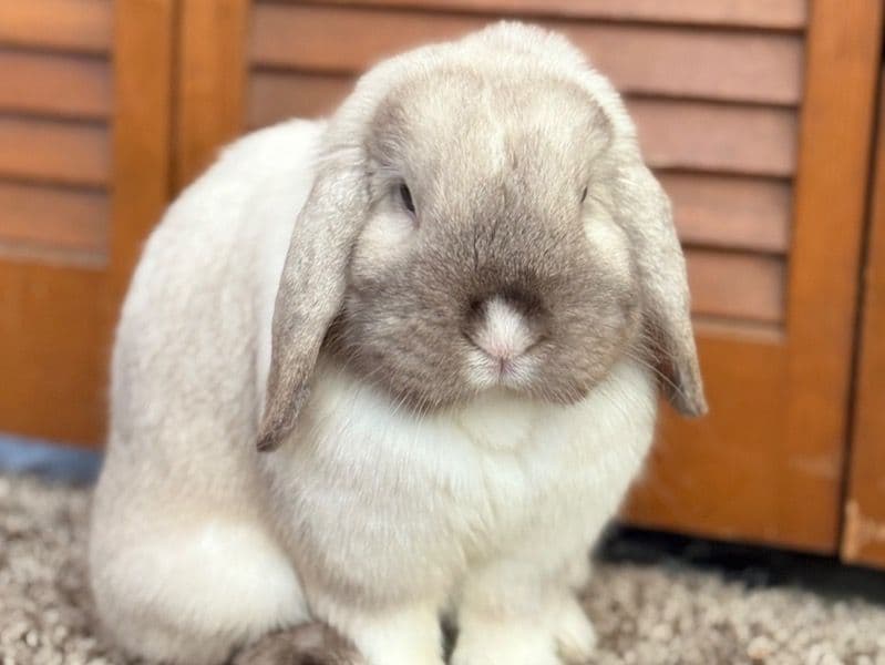 Mini Lop 1 year 10 months old female named Latte for breeding | Petmeetly