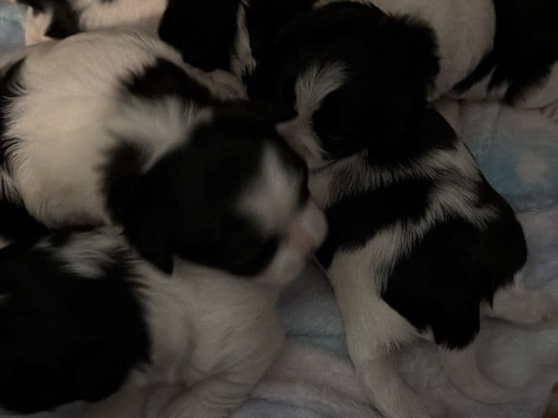 Bichon Frise 1 month old female small named Bichon Frise for sale in Hudson County, New Jersey | Petmeetly