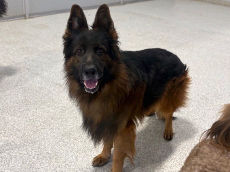 German Shepherd 5 years 2 months old male large named Kato for breeding in Polk County, Iowa | Petmeetly