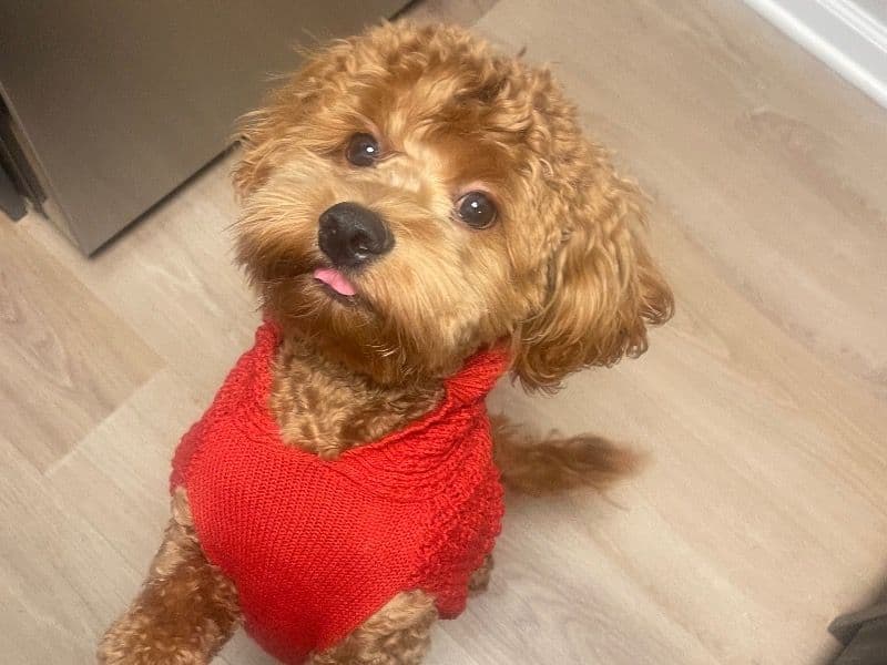 Milo primary photo