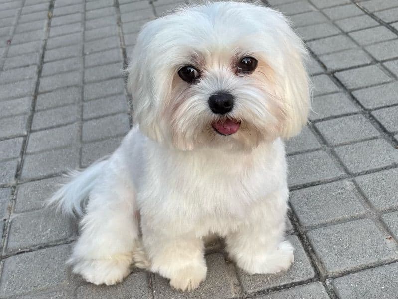 Maltese 6 years 2 months old male small named Lody for breeding in Madrid, Community of Madrid | Petmeetly