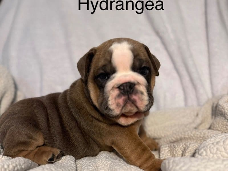 Bulldog 2 months old female small named Hydrangea for sale in Mason County, West Virginia | Petmeetly