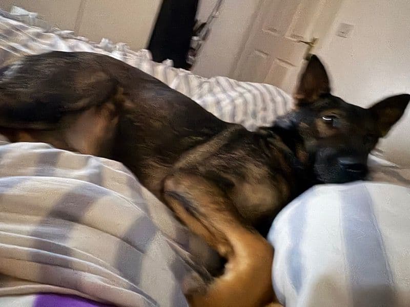 Czech German shepherd 2 years old female medium named Willow for breeding in Tyne and Wear, England | Petmeetly