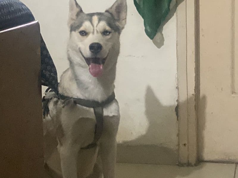 Husky 1 year 5 months old female small named Luna for breeding in Meerut Division, Uttar Pradesh | Petmeetly