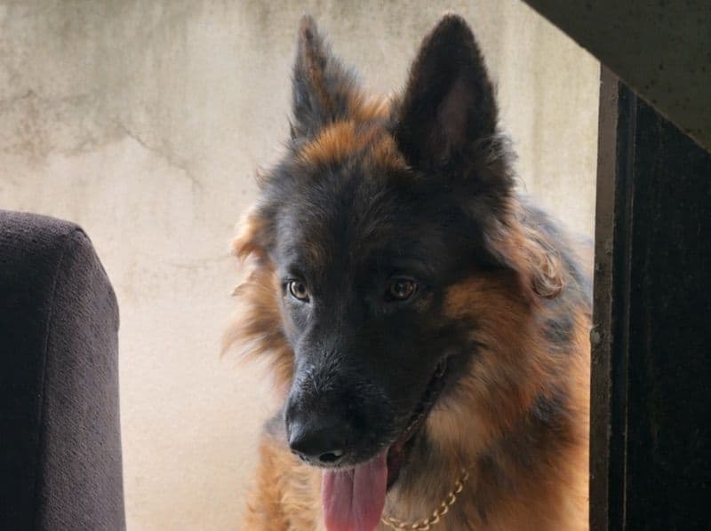 German Shepherd 2 years old male large named Rambo for breeding in Tamil Nadu | Petmeetly
