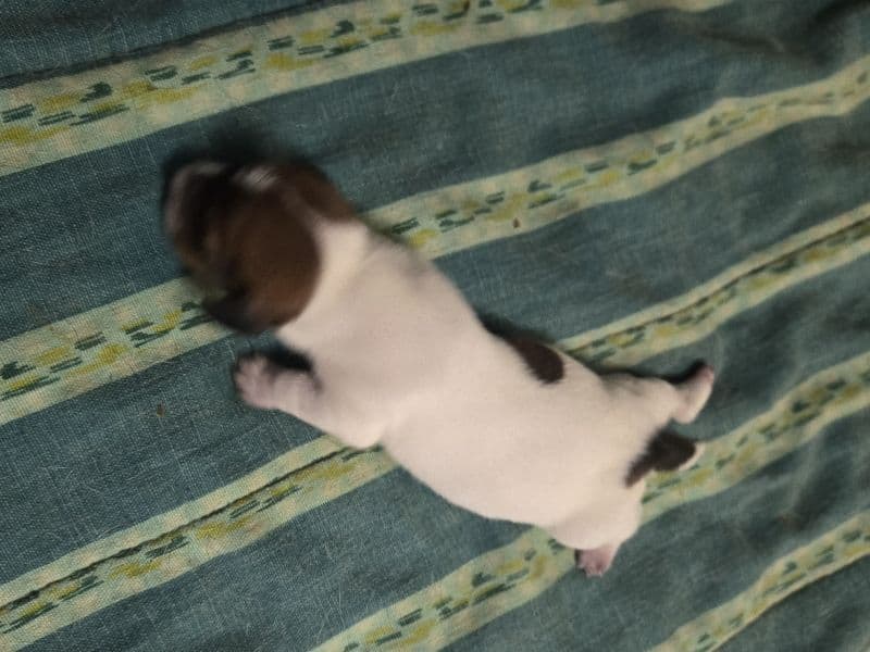Puppyy 2 - Dachshund | Petmeetly