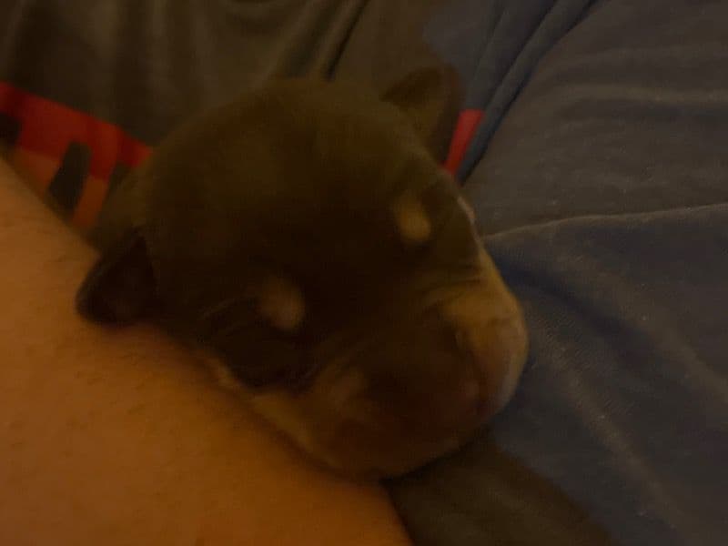 Labrador Retriever Less than 1 month old male small named Max for adoption in Hopkins County, Kentucky | Petmeetly
