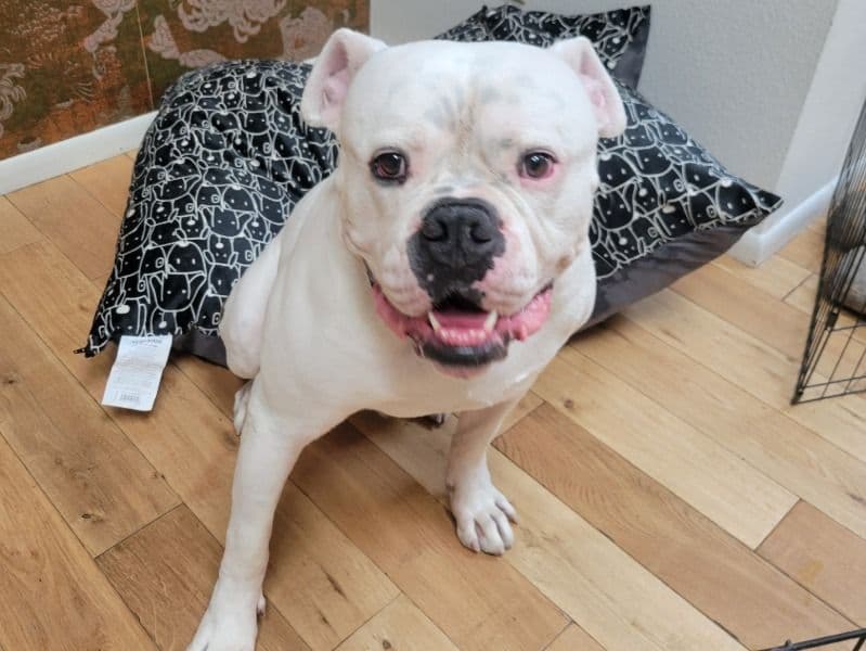 Bruno primary photo