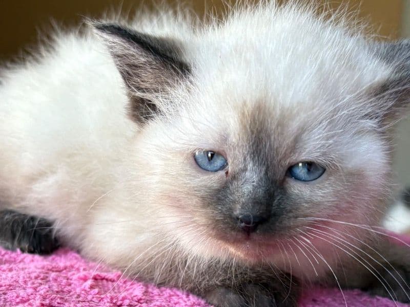 Siamese primary photo