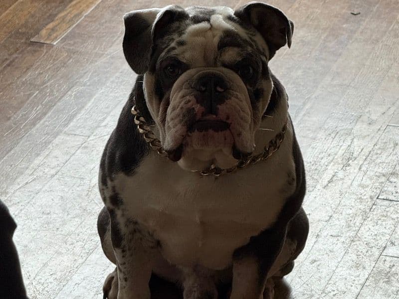 Tito primary photo
