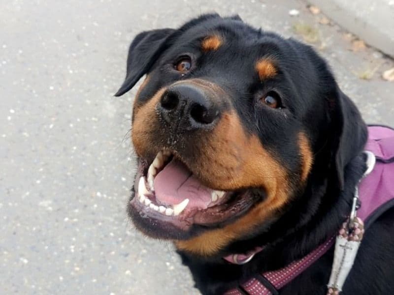 Rottweiler 4 years 5 months old female medium named Nova for breeding in Thompson-Nicola, British Columbia | Petmeetly