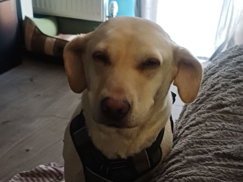 English Labrador Retriever 5 years old female medium named Mitsy for breeding in Bristol City, England | Petmeetly