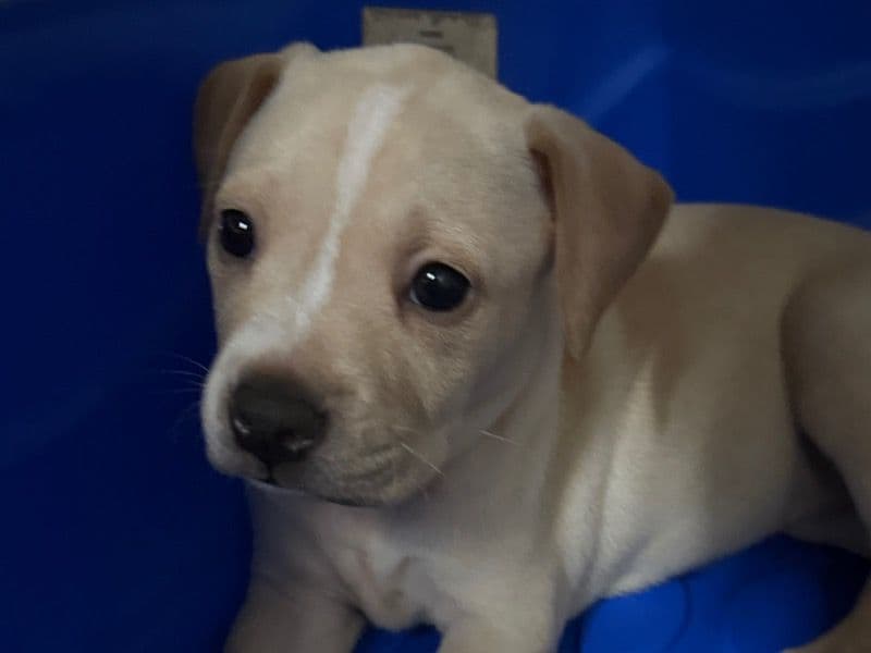 Black Mouth Cur 5 months old female small named Ivory for breeding in Broward County, Florida | Petmeetly