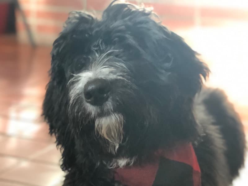 Pepper primary photo