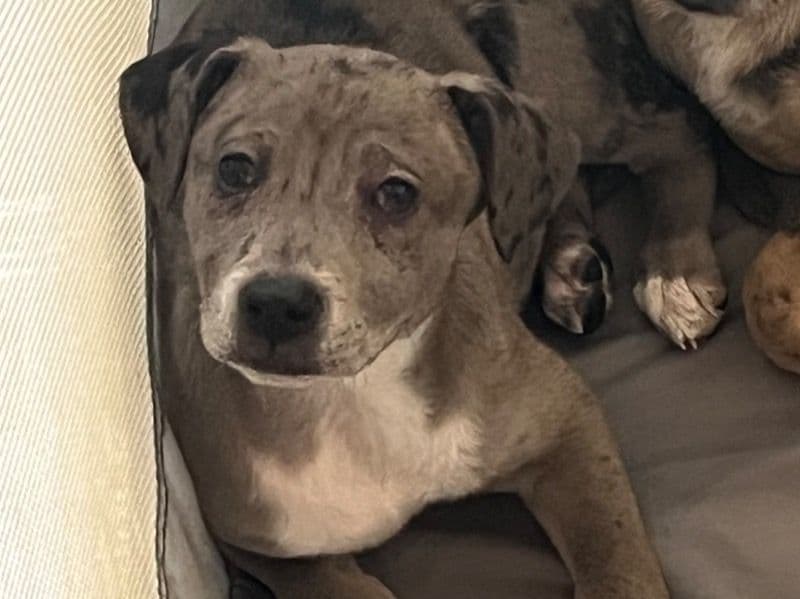 Pit Bull Terrier 2 months old female small named Ashy for sale in Scott County, Iowa | Petmeetly
