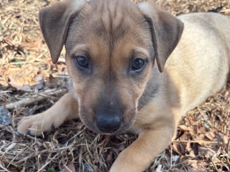 German Shepherd 2 months old female small named Katana for sale in Caldwell County, North Carolina | Petmeetly