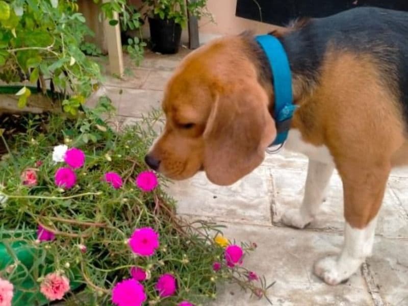 Beagle 3 years old male medium named Abu for breeding in Chennai, Tamil Nadu | Petmeetly