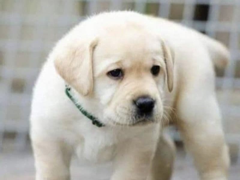 English Golden Retriever 6 months old male small named Leo for breeding in Gurgaon Division, Haryana | Petmeetly