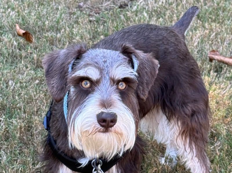 Schnauzer 2 years 1 month old male medium named Nipsey for breeding in Clayton County, Georgia | Petmeetly