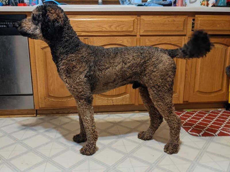Tigger primary photo