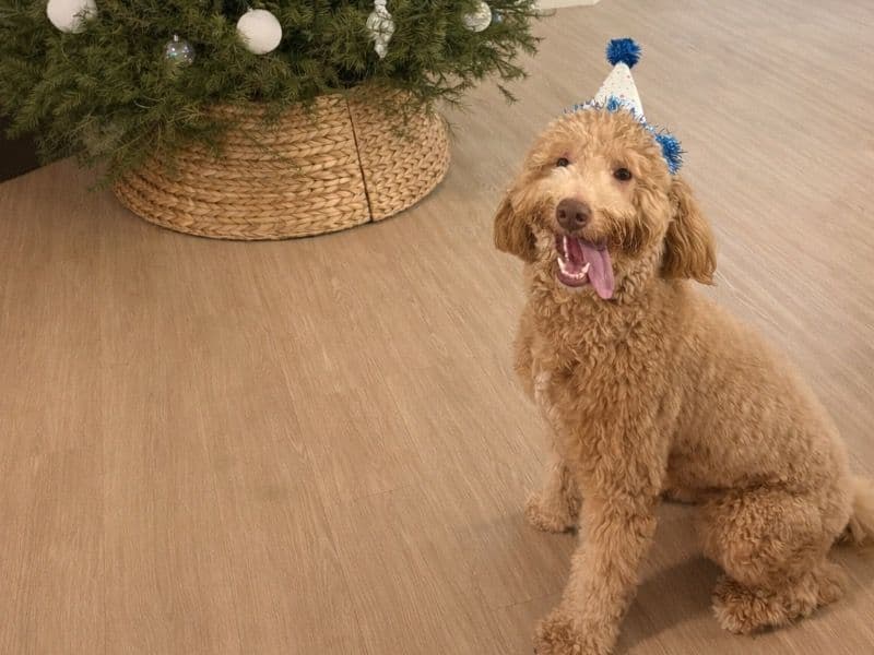 Mini Golden Doodle 1 year old male medium named Louie for breeding in Miami-Dade County, Florida | Petmeetly