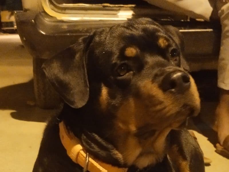 Rottweiler 1 year 7 months old female medium named Snofy for breeding in Bangalore Division, Karnataka | Petmeetly