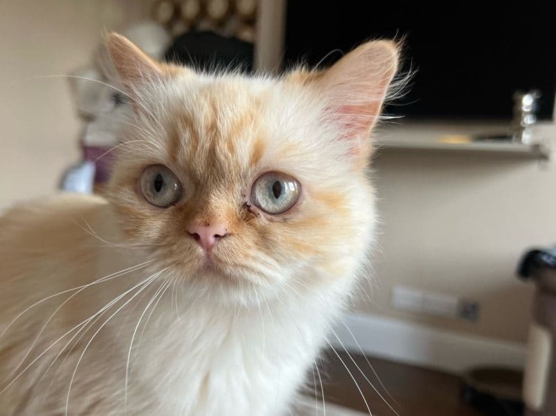 Bella primary photo