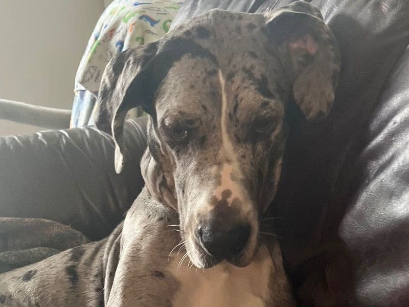 Great Dane 1 year 6 months old female extra large named Kali for breeding in Pottawatomie County, Oklahoma | Petmeetly