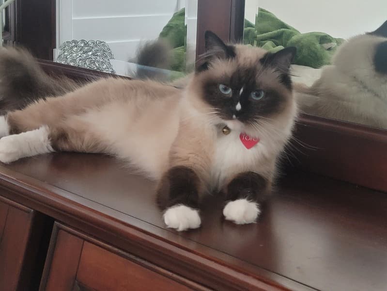 Tofu primary photo