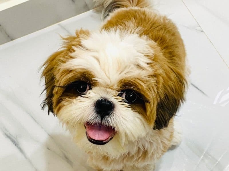 Coco primary photo