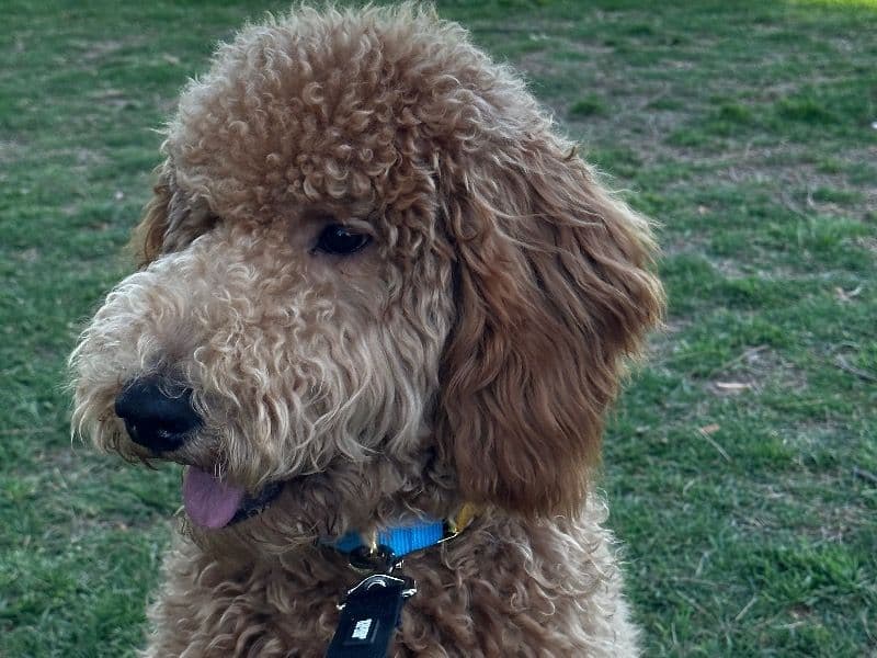 Goldendoodle 3 years 8 months old male large named Ollie for breeding in Los Angeles County, California | Petmeetly