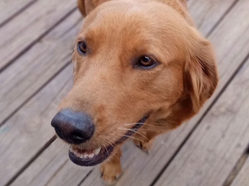 Golden Retriever 4 years old female medium named Penny for breeding in Bernalillo County, New Mexico | Petmeetly