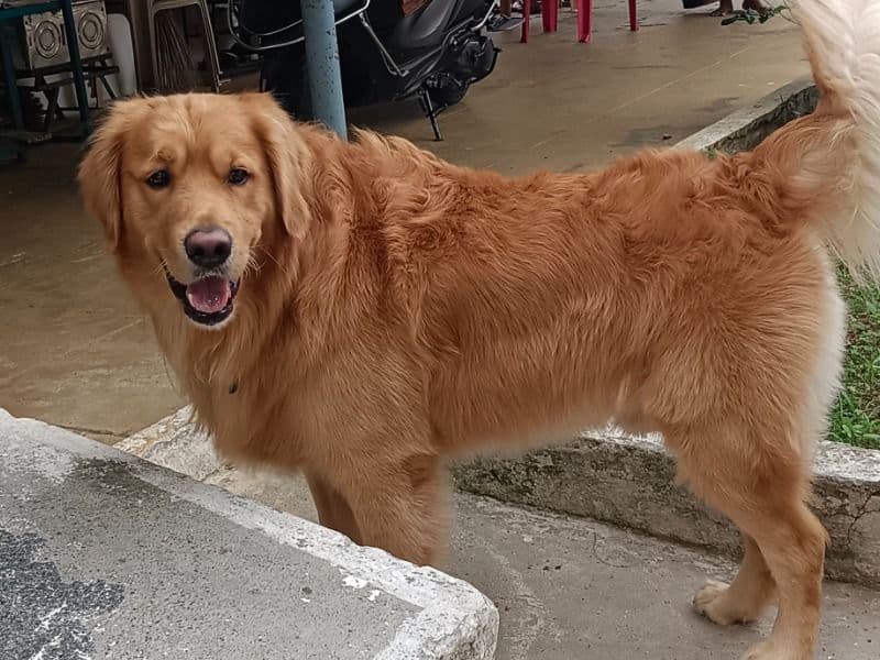 English Golden Retriever 2 years 8 months old male large named Axel for breeding in Erode, Tamil Nadu | Petmeetly