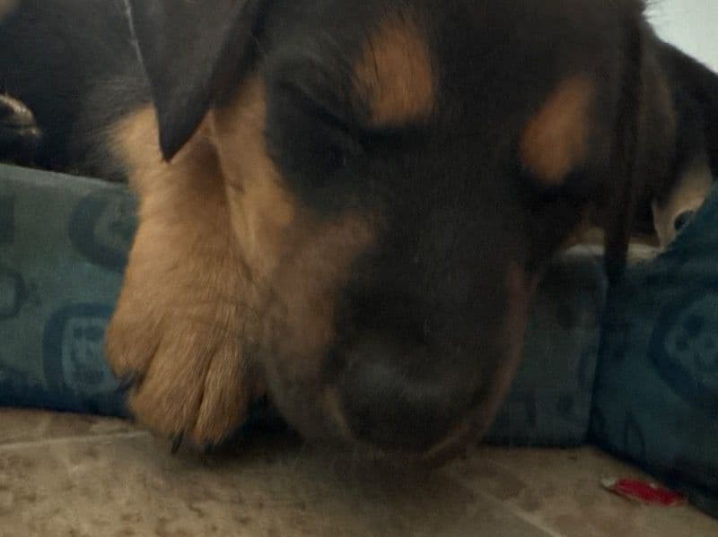 German Shepherd 2 months old male small named King Walter for sale in Caldwell County, North Carolina | Petmeetly