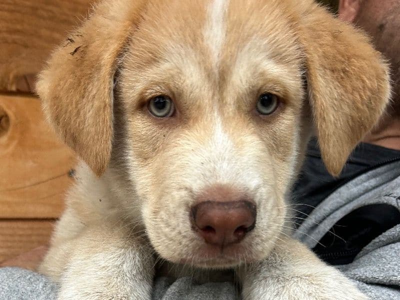 American PitBull Terrier 2 months old male large named Malandro for sale in Pasco County, Florida | Petmeetly