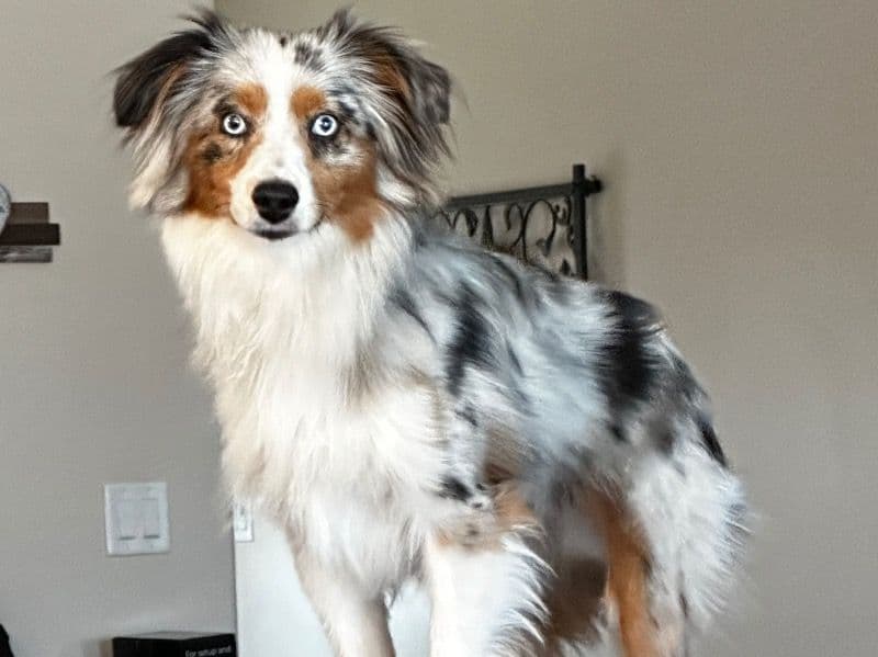 Zeus primary photo