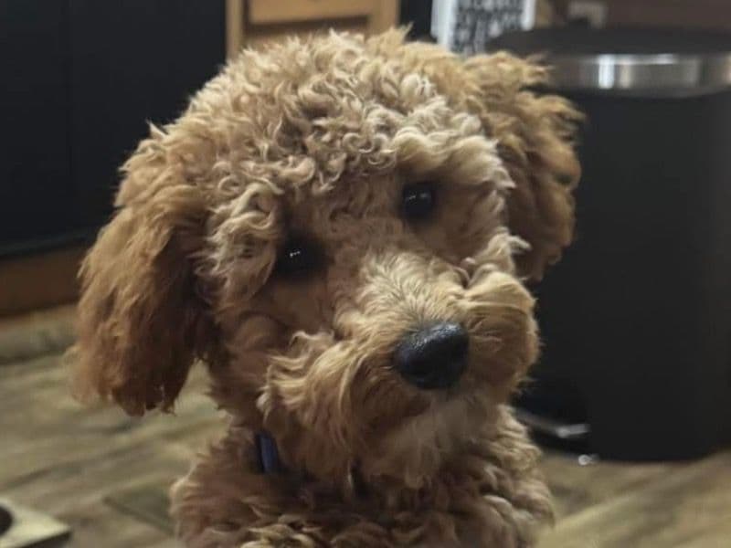 Mini Golden Doodle 4 years old male medium named Teddy for breeding in Cumberland County, North Carolina | Petmeetly