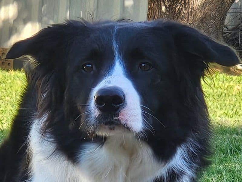 Border Collie 1 year 4 months old male medium named Pedro for breeding in Yass Valley Council, New South Wales | Petmeetly
