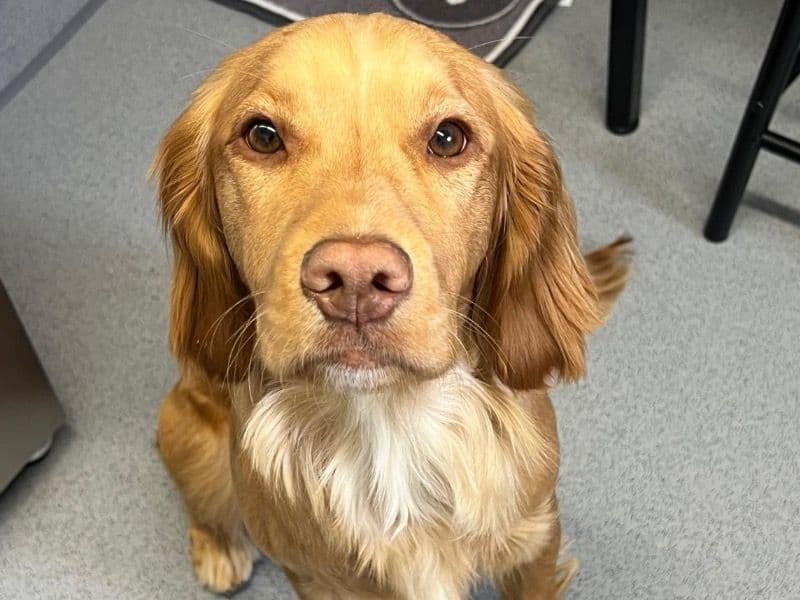 English Cocker Spaniel 1 year 4 months old female medium named Lara for breeding in Greater London, England | Petmeetly