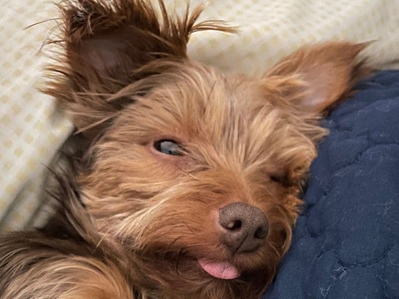 Yorkie Russell 3 years 2 months old female small named Coco for breeding in Pierce County, Washington | Petmeetly