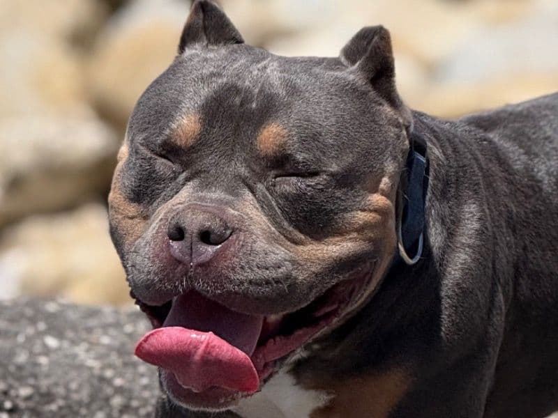 American Pocket Bully 2 years 1 month old male medium named Bino for sale in Los Angeles County, California | Petmeetly