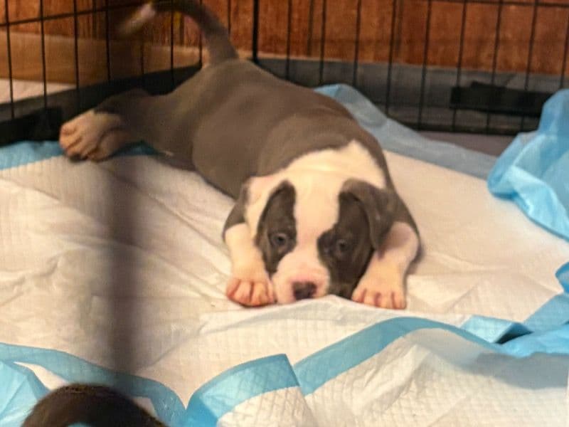 American Bully 1 month old female small named Roxanne for sale in Marion County, Indiana | Petmeetly