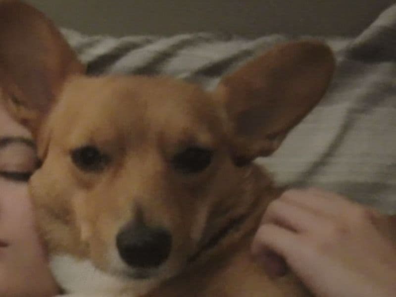 Corgi 2 years 11 months old female medium named Roxie for breeding in Cobb County, Georgia | Petmeetly